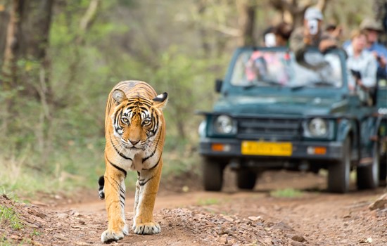 Jaipur to Ranthambore Taxi Service